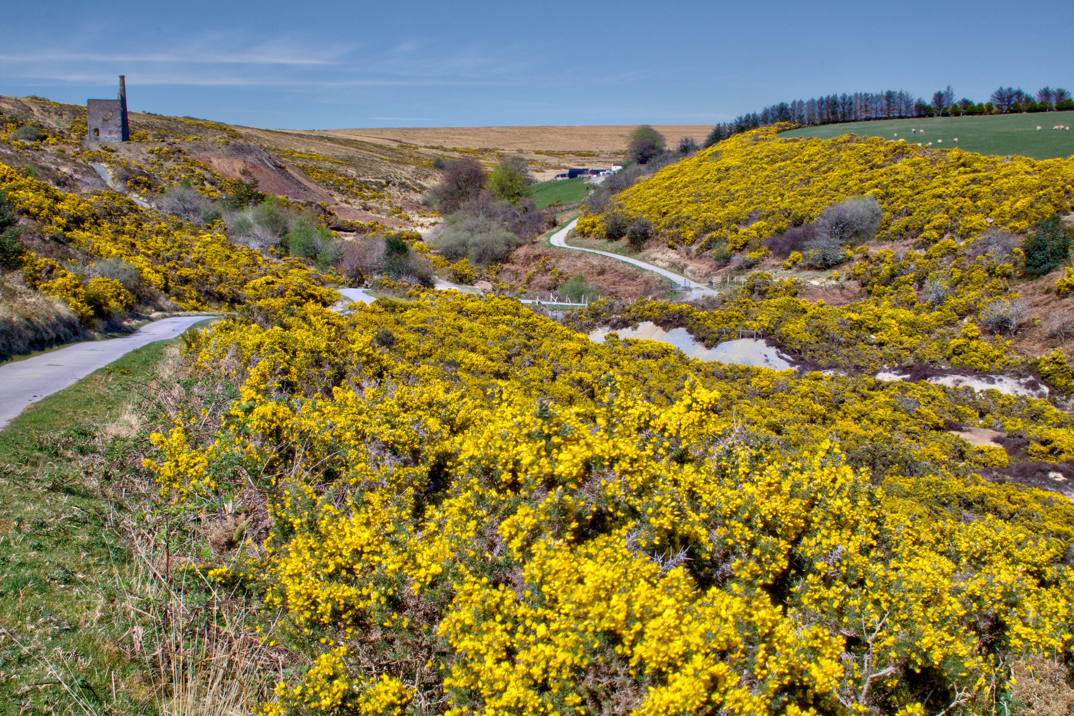 A sprawling photo of bright yellow gorse in full flower in West Devon. 